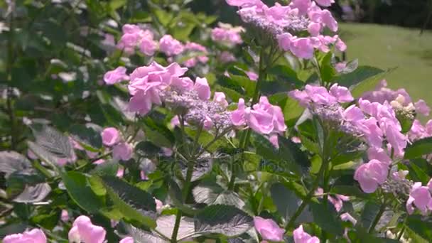 Hortênsias cor de rosa e luz solar . — Vídeo de Stock