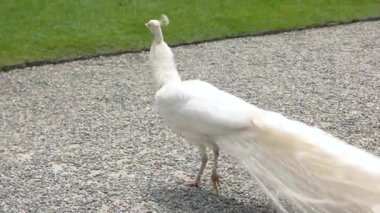 Tavus kuşu açık yürüyüş beyaz.