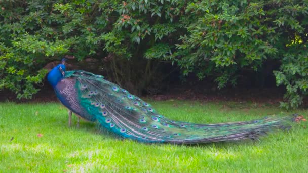 Hermoso pavo real al aire libre . — Vídeo de stock