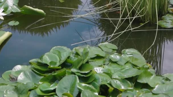 Fleurs de lotus blanc sur l'eau . — Video