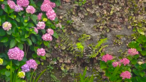Hortensias roses et violettes . — Video