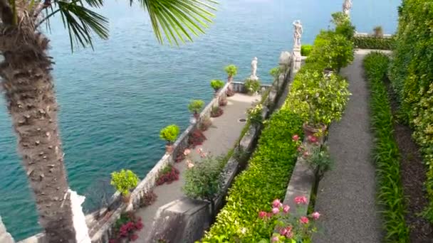 Isola Bella palm tree. — Stock Video