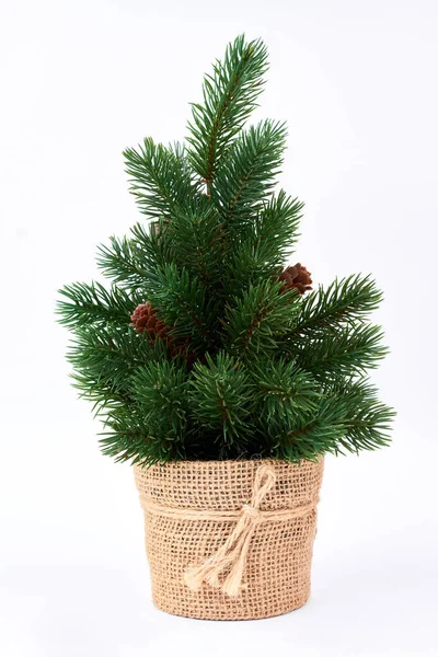 Albero di Natale isolato su sfondo bianco. — Foto Stock