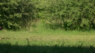 Köpek sahibi ağzına bir sopayla tarafından geçiyor.