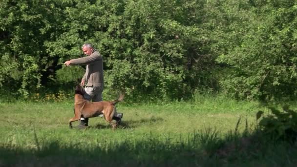 Hund schaut am Trainingsstock zu. — Stockvideo