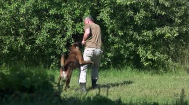 İnsan ve köpek eğitim sopayla oynuyorlar.