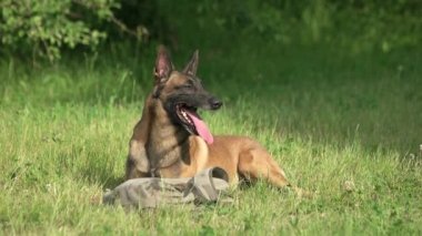 Köpek çantası huzur içinde yatıyor.