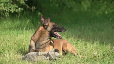 Köpek torbasına savunmaya yabancı saldırıyor.