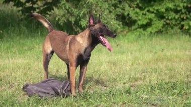 Köpek torbasına koruyan ve etrafa.