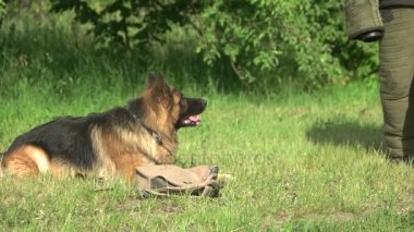 Köpek kızıyor ve yabancı saldıran.