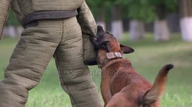 Köpekler diş giyim yırtılma.