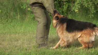 Öfkeli tüylü köpek ısırma.
