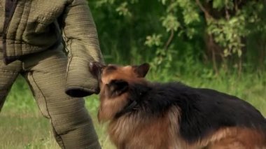 Köpek ısırma yakın çekim.