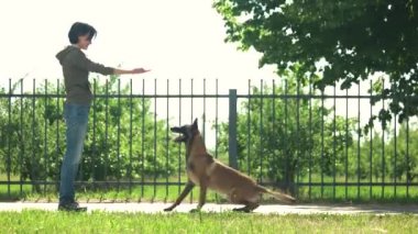 Köpek hızla komutlar yürütülüyor.