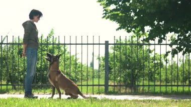 köpek eğitimi.