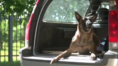 Bir araba gövde içinde köpek havlıyor.