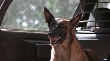 Bagajı içinde köpek havlıyor.