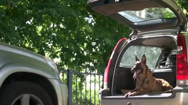 Bir yabancı bir araba bagajda köpek havlıyor.