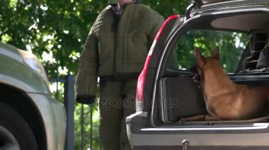 Köpek bir araba gövde öfkeyle bir tecavüzcü ısırıyor.