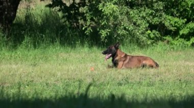 Köpek bir çim üzerinde yalan ve sahibi için geliyor.