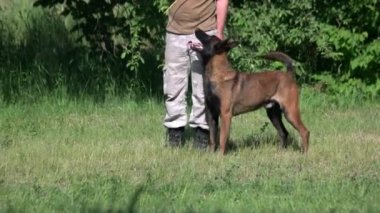 Adam bir oyuncak köpek alarak ve uzanmak belgili tanımlık köpek için komuta.