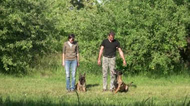İki köpek sahiplerinin komutlar yürütülüyor.