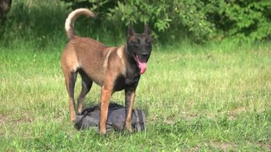 Köpek torbasına koruyor.