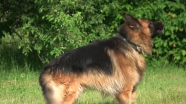 Kabuk ve köpek ısırmak.