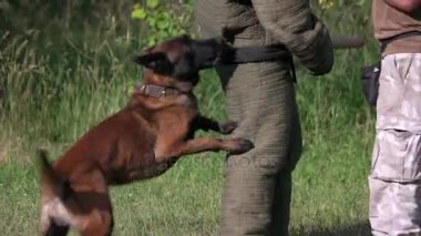 Köpek ısırma ve serbest bırakma.