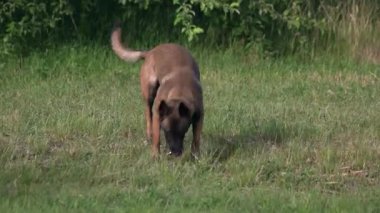 Köpek kayıp bir şey buldum.