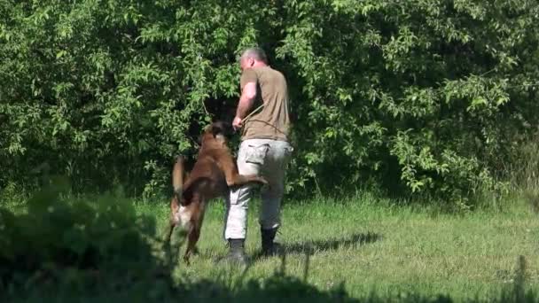 Människa och hund leker med en utbildning pinne. — Stockvideo