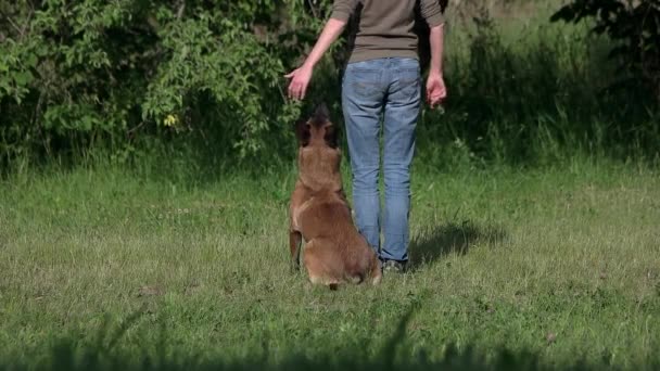 Hunden är förståelse och exekvera kommandon på ägare motioner. — Stockvideo