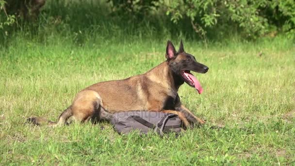 Still dog and bag nearby. — Stock Video