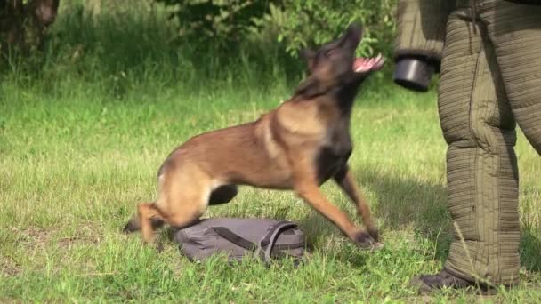 Dog is defending a bag from stranger. — Stock Video