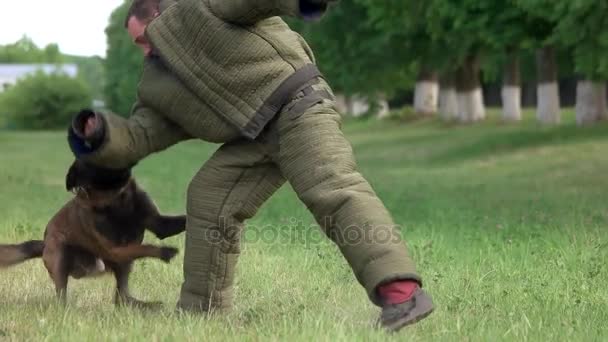 Собака кусає рукав, повільний рух . — стокове відео