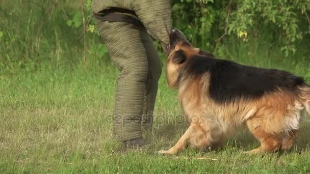 Wütender haariger Hund beißt zu. — Stockvideo