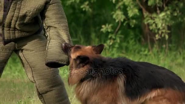 Perro mordiendo primer plano . — Vídeo de stock