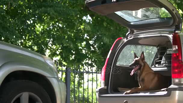 El perro está tirado dentro de un maletero . — Vídeos de Stock