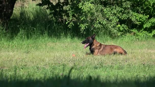 Pes leží na trávě a pak přichází do svého majitele. — Stock video