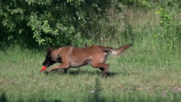 Il cane sta prendendo un giocattolo e lo sta riportando indietro . — Video Stock