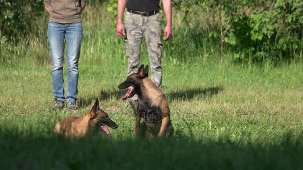 Двоє собак виконують команди перед своїми власниками . — стокове відео