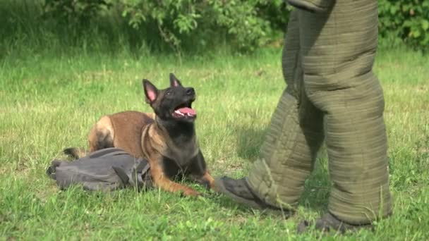 Bekçi köpeği bir hırsıza saldırıyor.. — Stok video