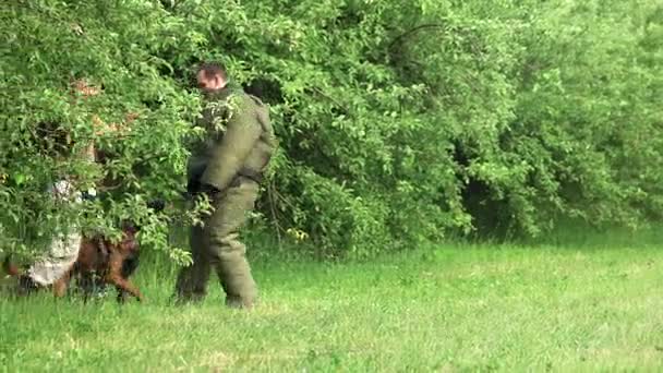 El hombre está empujando una figurante para hacer reaccionar a un perro . — Vídeo de stock