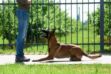 Köpek sahibi komutu tarafından yatıyor.