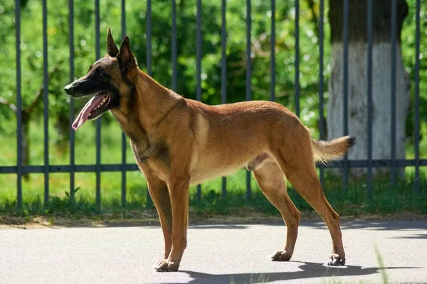 De herdershond kijkt nieuwsgierig uit. — Stockfoto