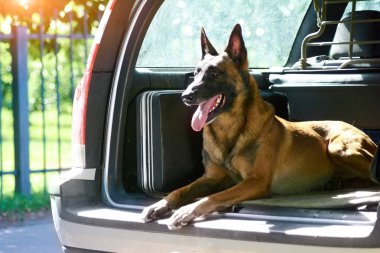 Malinois çoban köpeği araba koruyor.