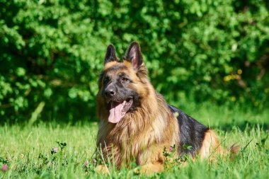 Belgili tanımlık köpek yavrusu çayır on yalan söylüyor.