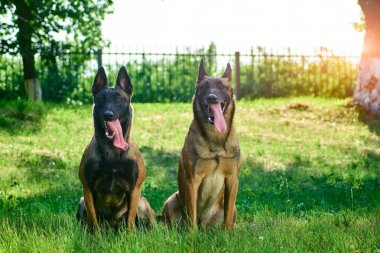 İki köpek yalındır arıyoruz.