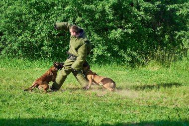 İki köpek figurant vurma.