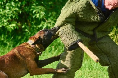 Yaygın olarak açılmış gözlerle kızgın köpek figurants dirsek ısırıyor.